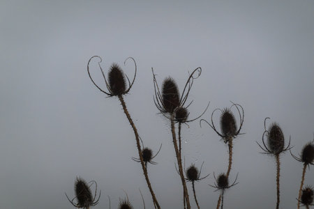 Thistle plants are silhouetted against a dark sky, emphasizing their intricate details and...
