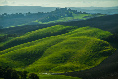 Beautiful green landscape featuring rolling hills and distant trees. Serene evening sunlight illuminates the smooth undulating terrain and creates a tranquil atmosphere for nature lovers.の写真素材
