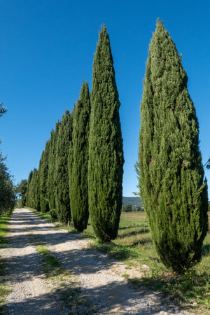 Gravel pathway bordered by tall cypress trees against a clear blue sky, evoking serenityの写真素材