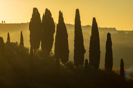 Cypress trees standing tall against a golden sunrise, surrounded by soft morning mist. This serene landscape is characteristic of Mediterranean regions, evoking tranquility and natural beauty.の写真素材