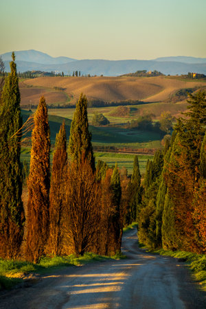Serene countryside view featuring dirt road lined with cypress trees and rolling hillsの写真素材