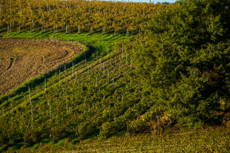 Serene image of a lush vineyard during the sunny season, perfect for agricultural or landscape concepts, showcasing the beauty of viticulture and natural surroundings.の写真素材