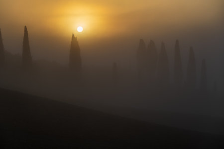 Misty morning landscape featuring soft light and haze around tall cypress trees at sunrise.の写真素材
