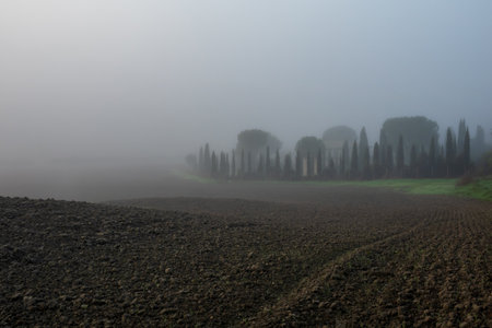 Misty morning view of farmland with cypress trees and plowed field in atmospheric fogの写真素材