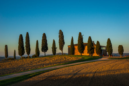 Silhouetted cypress trees line a hilltop against a golden sunset in rural Tuscany, emphasizing picturesque scenery and tranquil beauty.の写真素材