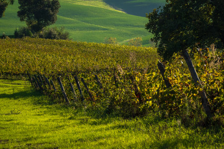 A peaceful vineyard with rows of grapevines stretching towards lush rolling countryside hills. Scenic view featuring natural beauty and agricultural landscape exuding a calm and serene atmosphereの写真素材