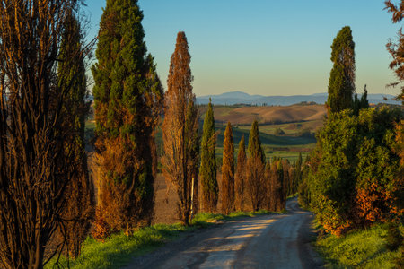 Cypress trees lining a scenic dirt road during sunset, with rolling Tuscan countryside offering a breathtaking view of natural beauty and tranquility. Peaceful ambiance perfect for travelの写真素材
