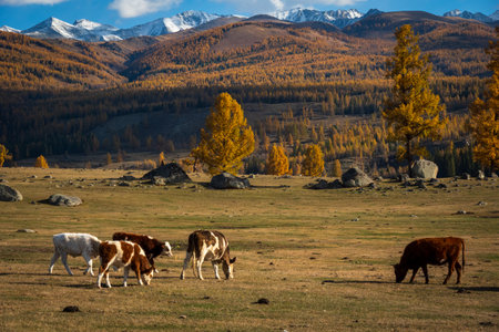Scenic autumn landscape of colorful trees, cows grazing in open field, and mountains in background.の写真素材