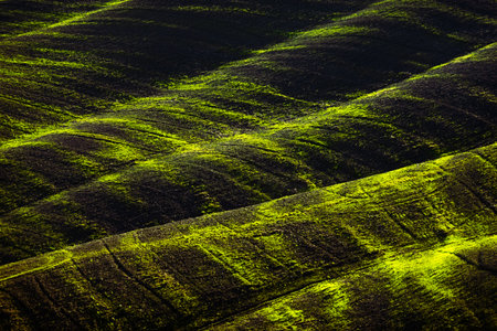 Rolling hills covered by bright green grass highlighted by sunlight, creating contrast and patternsの写真素材