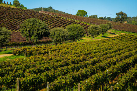 Vibrant vineyards with rows of grapevines climbing scenic hills under a sunny blue sky, perfect for wine production representation.の写真素材