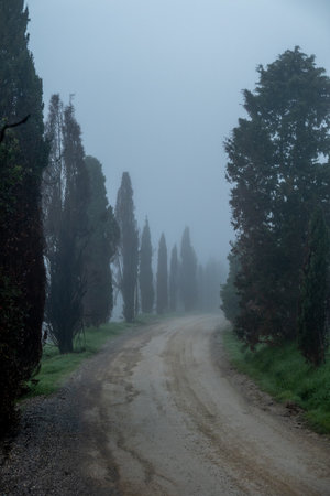 Serene scene of a dirt road bordered by cypress trees under misty atmospheric conditions.の写真素材