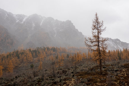 Picturesque autumn scenery with mountains, misty atmosphere, and golden-colored trees creating a tranquil view.の写真素材