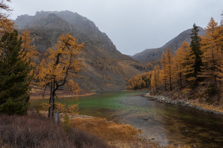 Serene view of a foggy mountain with golden larch trees near a tranquil lake in autumn seasonの写真素材