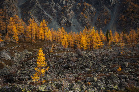Golden larch forest on rocky slopes with rugged mountains. Scenic autumn landscape with peaceful wilderness and vivid color palette.の写真素材
