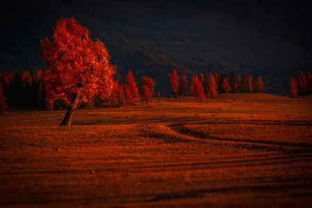 Serene autumn scenery featuring golden trees in a hilly landscape bathed in warm sunlight.の写真素材