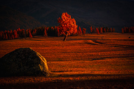 Beautiful red fall tree in peaceful meadow during sunset with vibrant tones of red and goldの写真素材