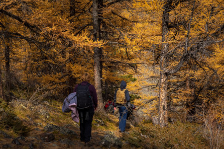 Autumn hiking adventure in golden forest. People exploring nature and enjoying vibrant fall foliage.の写真素材