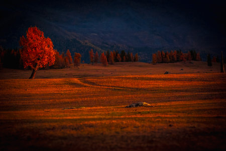 Red tree in open field glows in evening light with forest in distance, evoking autumn vibes near hilly countryside. Scenic seasonal landscape perfect for backgrounds or nature-inspired visuals.の写真素材
