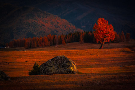 Bright red tree stands elegantly in autumn field aglow with warm sunlight and shadows.の写真素材