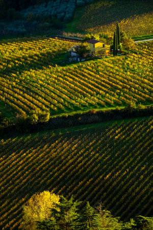 Scenic view of vineyard landscape with yellow grapevines and rustic house in autumn settingの写真素材
