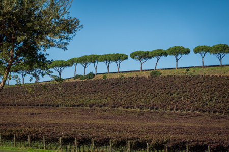 Peaceful countryside scene with vineyards on terraced hill and trees in horizon. Quiet atmosphereの写真素材