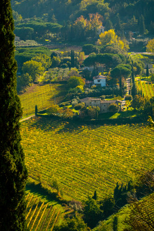 Vibrant Mediterranean vineyard with rolling hills, cottages, and lush green foliage.の写真素材