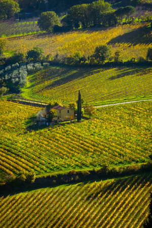 A beautiful vineyard in rolling countryside with trees, rows of vines, and autumn colorsの写真素材