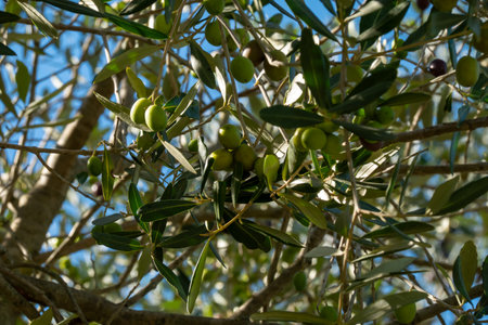 Green olives hanging on an olive tree, framed by vibrant leaves and blue sky.の写真素材