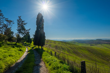 Idyllic countryside landscape with a pathway between trees, surrounded by lush green fields under bright sunshine and clear skies, evoking tranquility and natural beauty.の写真素材