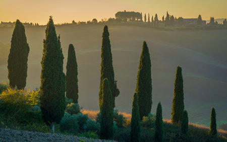 Cypress trees in peaceful countryside with warm sunrise light creating a tranquil settingの写真素材