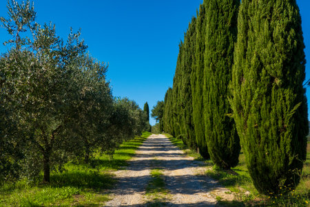 Tranquil rural scene featuring gravel pathway lined with cypress and olive trees, sunlight enhancing lush greenery.の写真素材