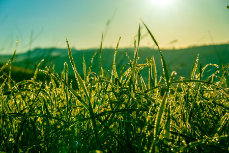 Dew droplets on grass blades reflecting sunlight in serene morning landscape offering tranquility.の写真素材