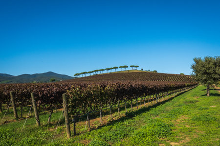 Expansive vineyard on a hillside with green foliage, trees along ridge, blue sky.の写真素材