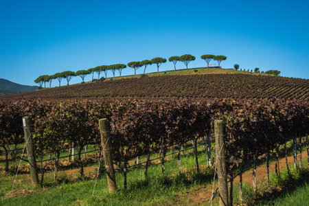Scenic view of a vineyard with vibrant rows of grapevines and tree-lined hill.の写真素材