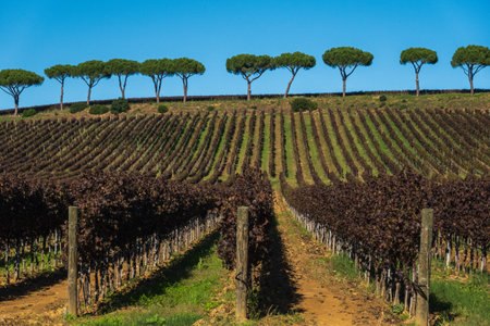 Tranquil vineyard with neatly arranged rows of grapevines and distant green pine treesの写真素材