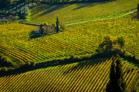 Beautiful vineyard landscape with a farmhouse surrounded by lush green foliage and vinesの写真素材