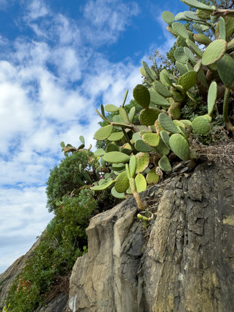 Cactus plants grow on rugged rock slope with blue sky and soft white clouds above. Vibrant greenery contrasts with arid landscape elements.の写真素材