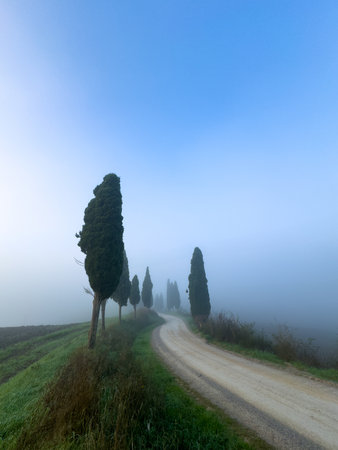 Winding path bordered by trees in misty setting. Serenity and nature in rural environment captured in pastel tones.の写真素材