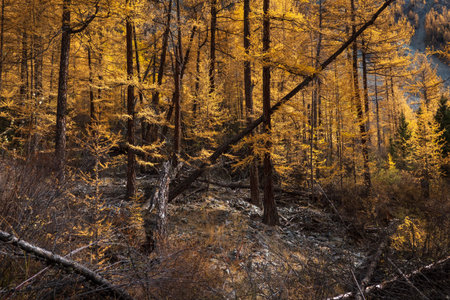 Densely packed golden yellow larches in autumn season with fallen tree trunks in foreground.の写真素材
