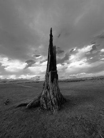 Lone tree stump stands in open field under dramatic cloudy sky, conveying endurance and decay.の写真素材