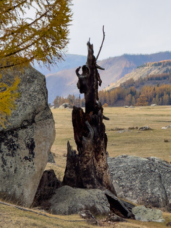 Dry weathered tree trunk in rocky field with yellow autumn trees and distant hills under pale sky. Tranquil landscape evokes resilience and nature cycle.の写真素材