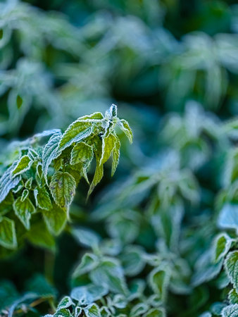 Frosted mint leaves with icy edges create cool natural texture and winter green backdropの写真素材