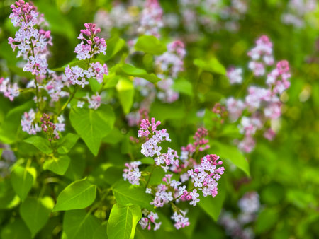 Vibrant lilac blossoms on green shrub with soft bokeh background ideal for nature lifestyle or spring banner.の写真素材