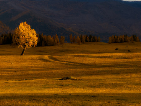 Golden autumn meadow bathed in warm sunlight with solitary tree, rolling hills, distant forest, soft...