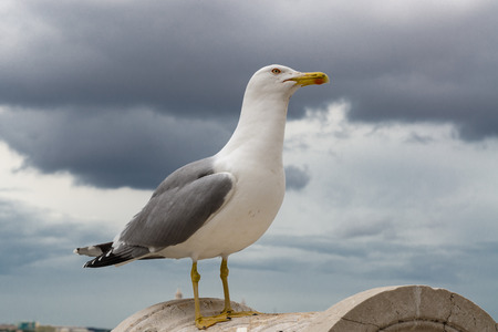 seagull in the city, gray skyの写真素材