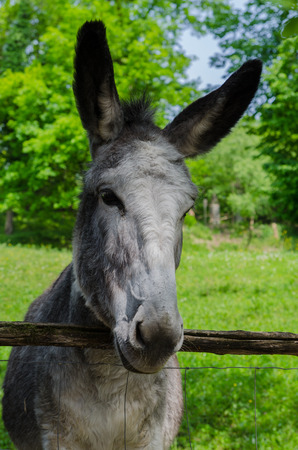 donkey in the parkの写真素材