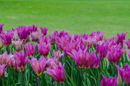 purple tulipsの写真素材