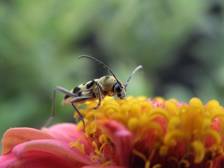 longhorn beetle 