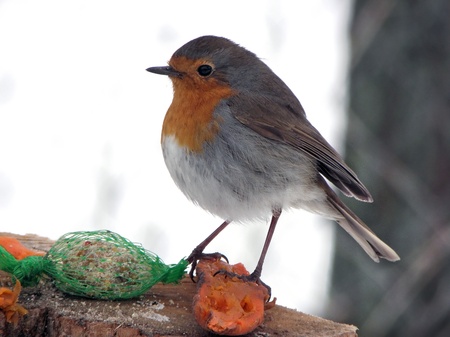 Robin feeding birds in winter. animal,  snowの写真素材