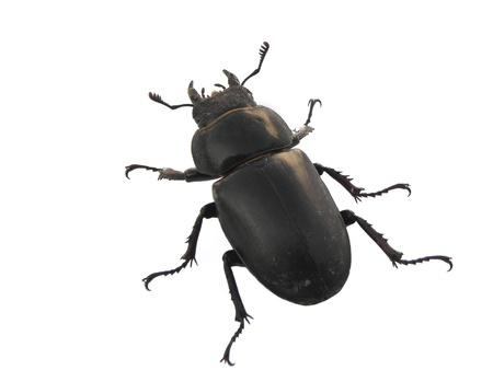 Stag Beetle  Stag Beetle  insect, macro, nature, wildlife, bug,の写真素材